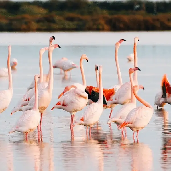 Flamingo Bracelet - Image 12