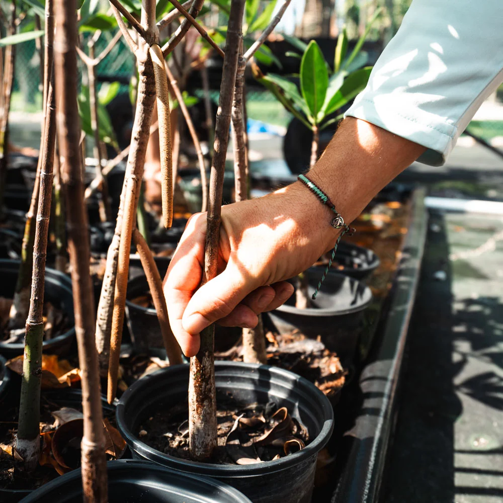 Mangrove Restoration Collection - Image 15