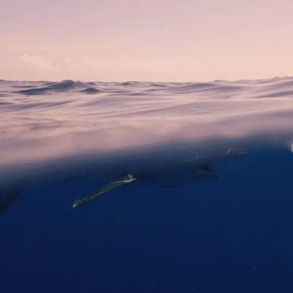 Shark Bracelets - Image 8